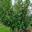 #218 Prunus laurocerasus 'Novita' Lorbeer
