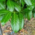 #218 Prunus laurocerasus 'Novita' Lorbeer