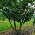 #218 Prunus laurocerasus 'Novita' Lorbeer