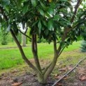 #218 Prunus laurocerasus 'Novita' Lorbeer