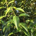 Prunus Lusitanica - 2