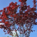 Acer palmatum 'Fireglow' - 3