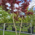 Acer palmatum 'Skeeter's Broom' - 1