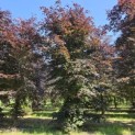 Fagus sylvatica 'Atropunicea' - 1