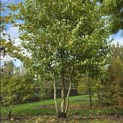 Platanus x hispanica - Foto 4