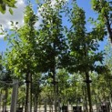 Prunus domestica 'Opal' - Foto 1