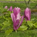 Magnolia 'Susan' - 2