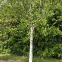Betula utilis 'Doorenbos' - Foto 4