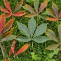 Aesculus x Arnoldiana 'Autumn Splendor' - impressie bladverkleuring herfst