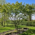 Amelanchier lamarckii - 3
