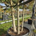 Pinus nigra 'Nigra' - 2