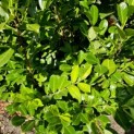 Prunus laur. Rotundifolia - Foto 2