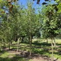 Betula utilis 'Jacquemontii' (Doorenbos) - middelste exemplaar