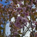 Prunus serrulata 'Kanzan' - 1