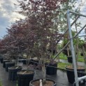 Acer palmatum 'Red Emperor' - 1