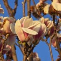 Magnolia 'Soulangeana' - 3