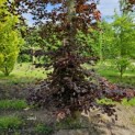 Fagus sylvatica 'Atropunicea' - 6
