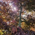 Acer palmatum 'Tamukeyama' - Afbeelding 1