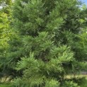 Sequoiadendron giganteum - 8