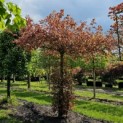 Fagus sylvatica 'Atropunicea' - voorjaar, uitloop met licht rood blad.