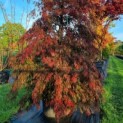 Acer palmatum 'Tamukeyama' - 2