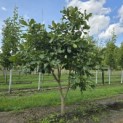 Quercus pontica - 1