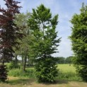 Fagus sylvatica - 1