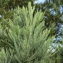Sequoiadendron giganteum 'Glaucum' - Foto 5
