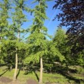 Ginkgo biloba - Foto 1