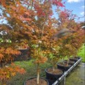 Acer palmatum 'Atropurpureum' - Foto 5