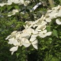 Cornus kousa - 6