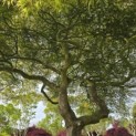 Acer palmatum 'Dissectum' - Foto 4