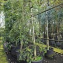 Diospyros kaki 'Pendula' - Foto 8