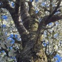 Prunus Umineko - Foto 6