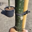 Sophora Japonica 'Pendula' - 2