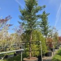 Cupressocyparis leylandii - 1