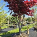 Acer palmatum 'Bloodgood' - 1