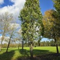 Quercus robur 'Fastigiata' - 2