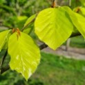 Fagus sylvatica 'Zlatia' - Foto 7