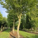 Carpinus Betulus - 7