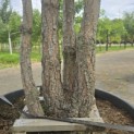 Pinus sylvestris - 3