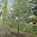 Pyrus salicifolia 'Pendula' - 1