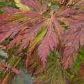 Acer palmatum 'Aconitifolium' - Foto 1