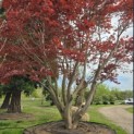 Acer palmatum 'Atropurpureum' - Foto 1