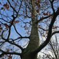 Fagus sylvatica - Foto 1