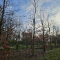 Fagus sylvatica - Foto 2