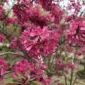 Malus 'Profusion' - 1