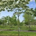 Cornus kousa 'Venus' - 6
