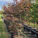Acer palmatum 'Bloodgood' - 6