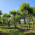 Platanus x Hispanica - 5